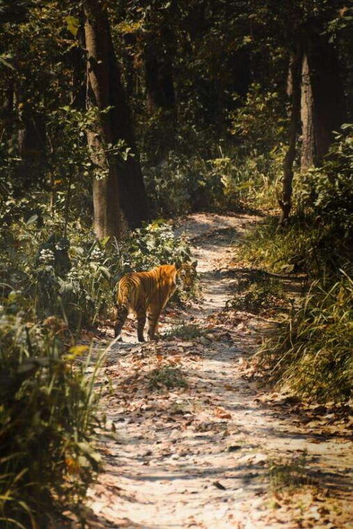 chitwan-national-park-full-day-jeep-safari-with-lunch
