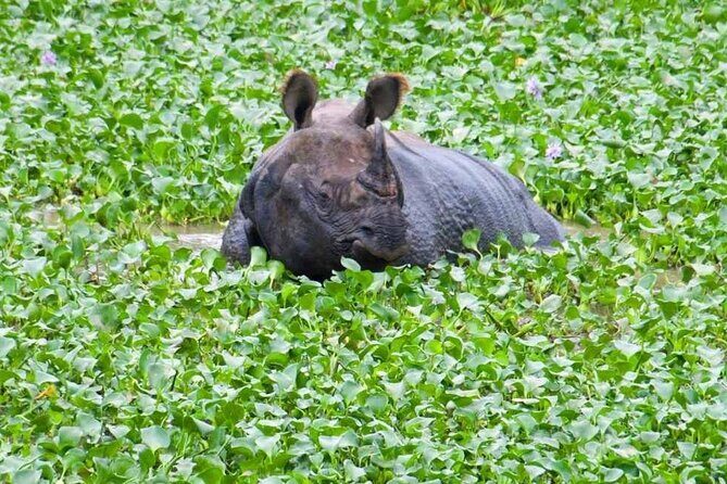 Chitwan National Park Jungle Safari Tours 3 days - Key Points