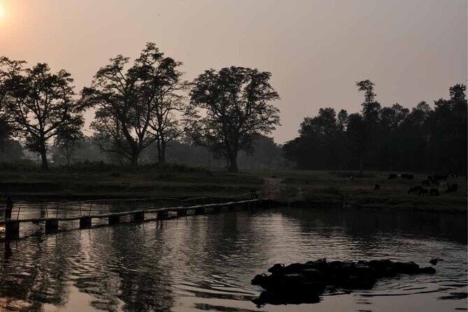 Chitwan National Park Jungle Safari Tours 3 days - Authentic Insights from Past Travelers