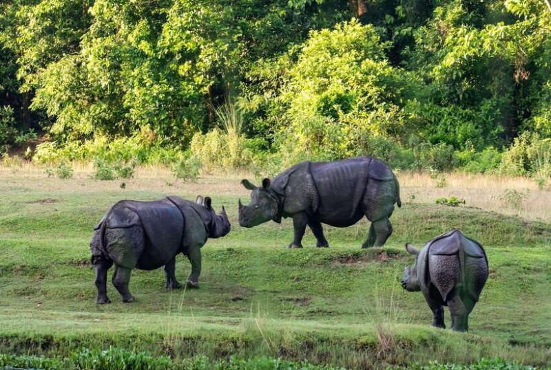 chitwan-national-park-tours-3-nights-4-days-full-package