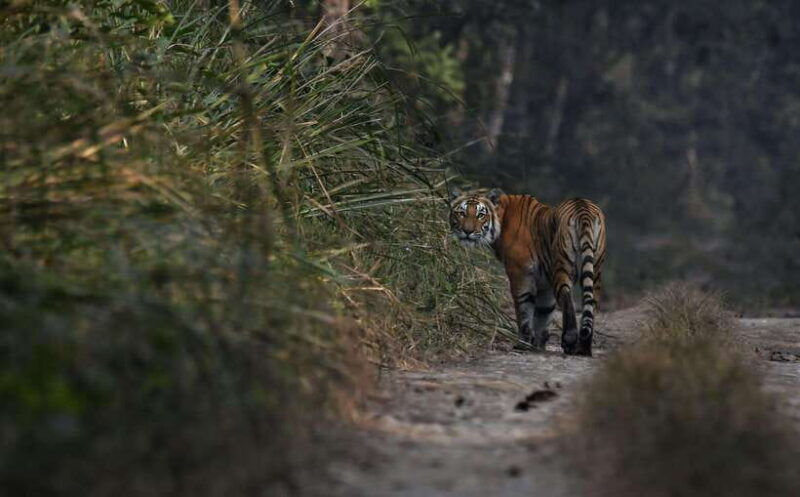 chitwan-national-park-tours-3-nights-4-days-full-package