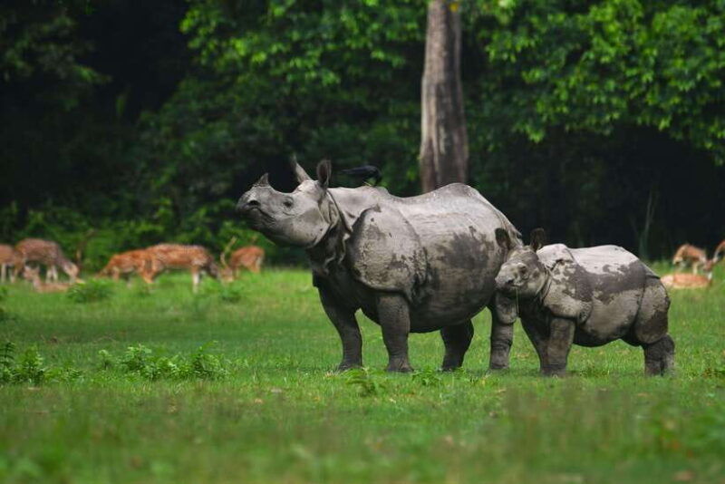 chitwan-national-park-tours-3-nights-4-days-full-package