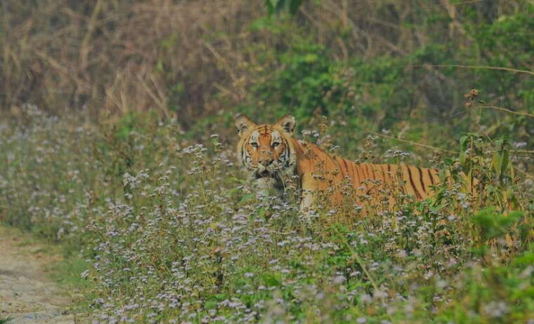 chitwan-national-park-tours-3-nights-4-days-full-package