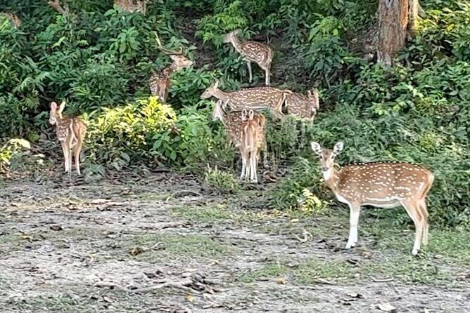 Chitwan National Park Unique Activities From Untouched Side Madi - Real Traveler Insights