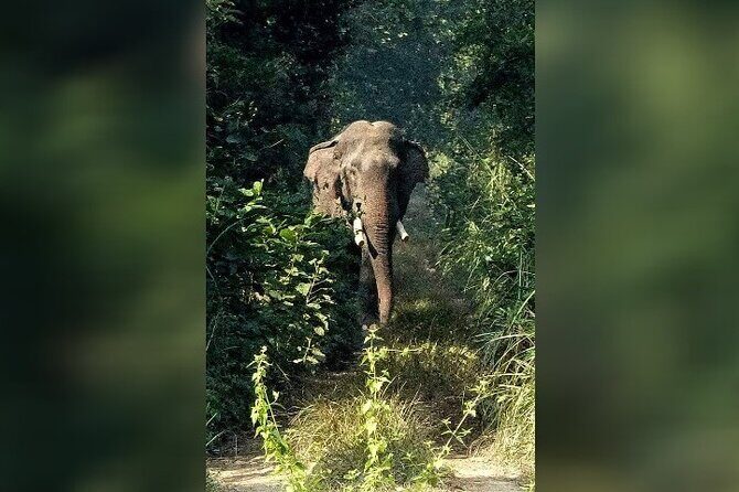 Chitwan National Park Unique Activities From Untouched Side Madi - Who Would Love This Tour?