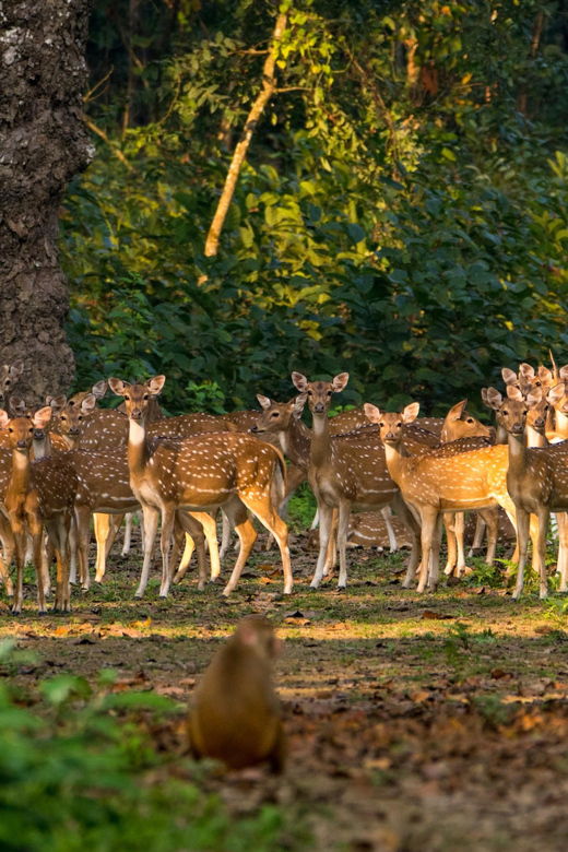 chitwan-one-day-jeep-safari-canoeing-forest-walk