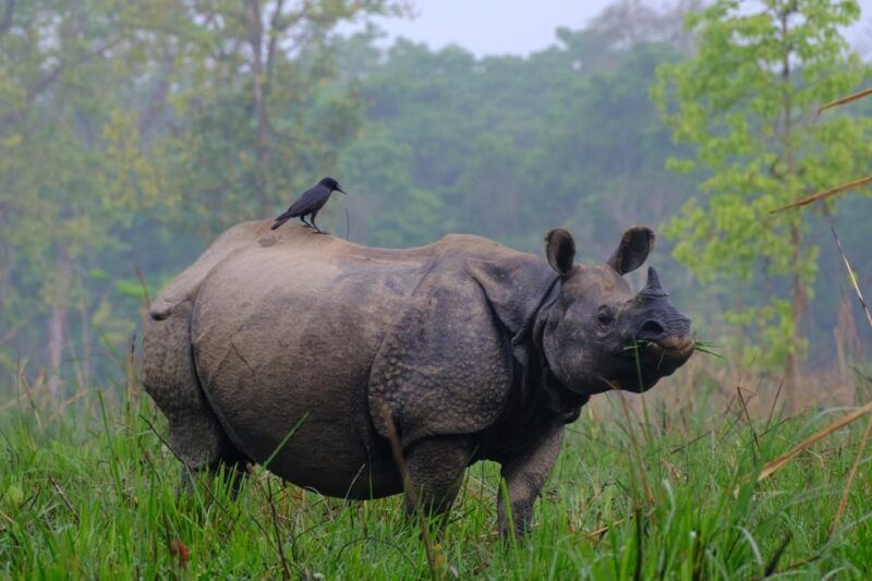 chitwan-one-day-jeep-safari-canoeing-forest-walk