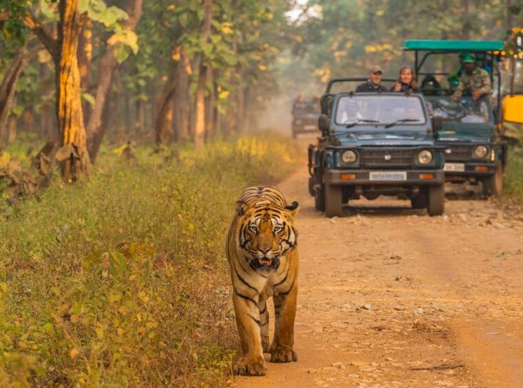 chitwan-one-day-jeep-safari-canoeing-forest-walk
