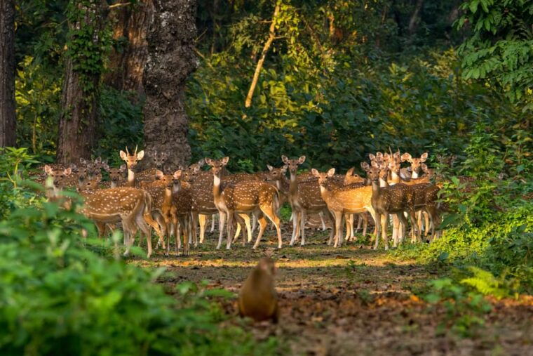chitwan-one-day-jeep-safari-canoeing-forest-walk