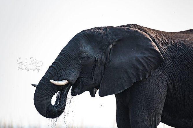 Chobe 3hr Game drive - What Makes This Tour Stand Out?