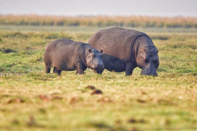chobe 3hr sunset boat cruise - Key Points
