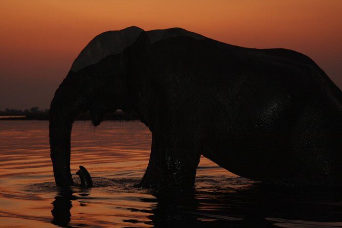 chobe 3hr sunset boat cruise - Final Thoughts: Who Will Love This Tour?
