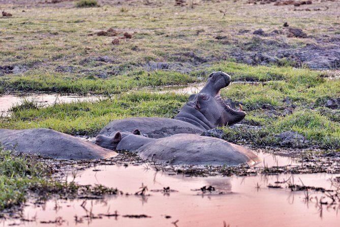 chobe 3hr sunset boat cruise - The Sum Up