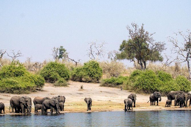 Chobe Boat Cruise & Game Drive Day Trip From Livingstone - The Sum Up