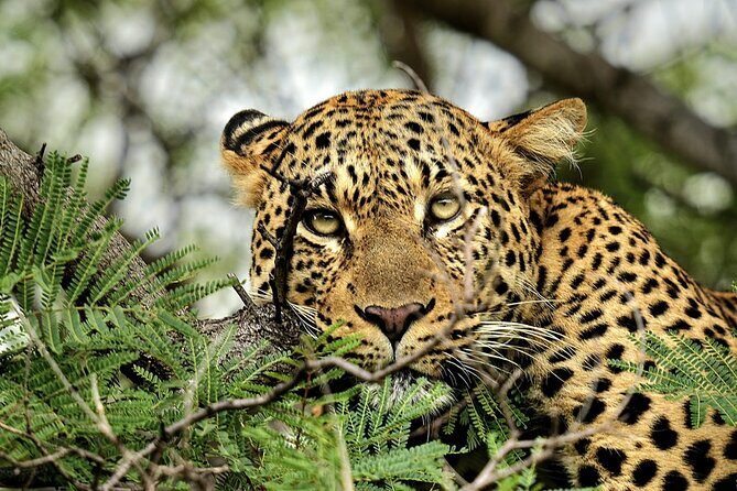 Chobe Botswana Day Trip River and Land Safari from Victoria Falls - Final Thoughts: Who Is This Tour Best For?