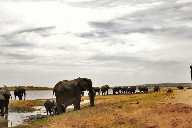 chobe Day trip - An In-Depth Look at the Chobe Day Trip