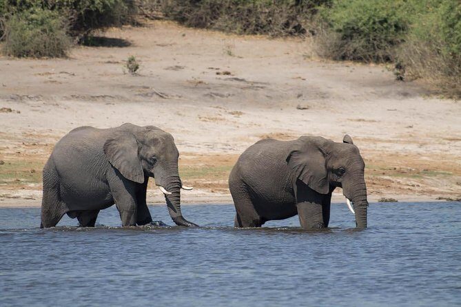 chobe Day trip - The Experience: A Closer Look at the Itinerary