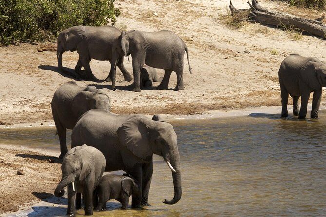 chobe Day trip - Final Thoughts: Who Is This Tour Best For?