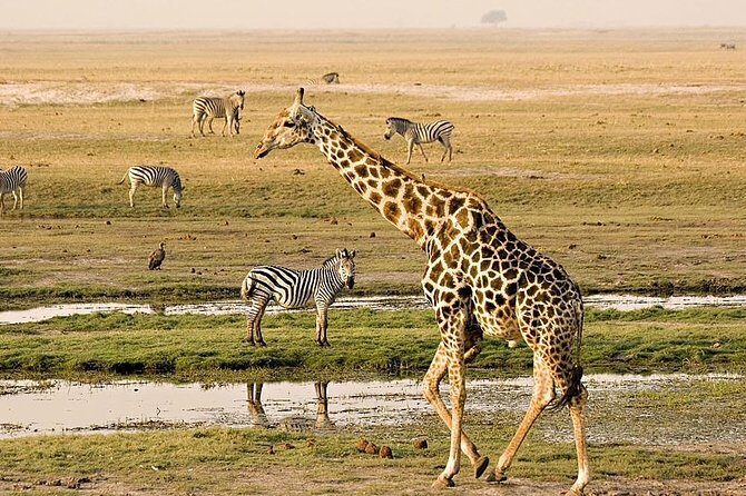 Chobe Day Trip - Discovering the Chobe Experience: An Overview