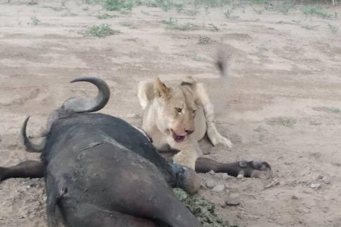 Chobe Day Trip - Practical Details: What You Need to Know