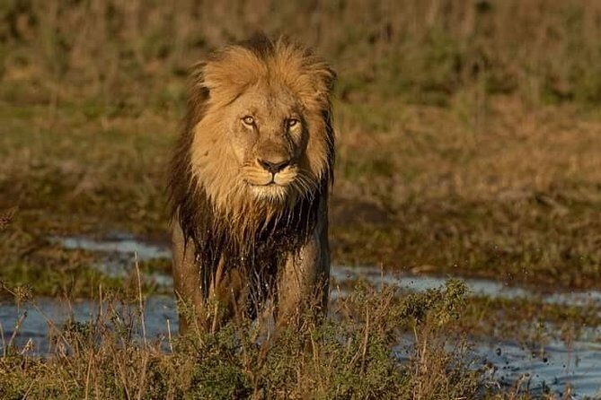Chobe Day Trip - Who Is This Tour Best For?
