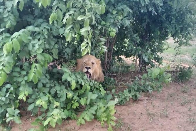 Chobe Day Trip - FAQ