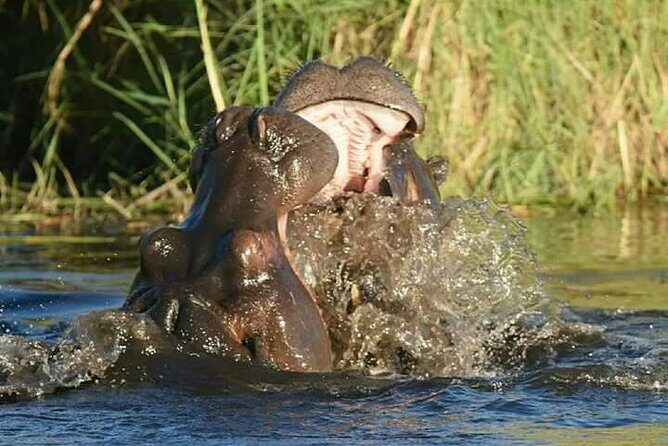 Chobe Day Trip - Stop 1: Chobe National Park – The Heart of the Safari