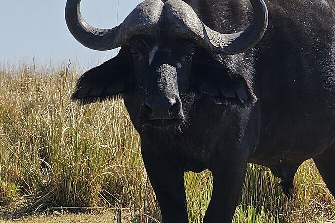 Chobe Day Trip - Meals & Amenities