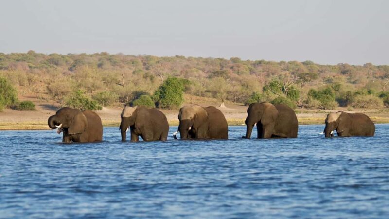Chobe Day Trip - Key Points