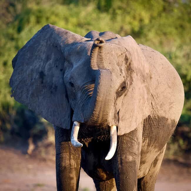 Chobe Day Trip - The Full Experience: What You Can Expect