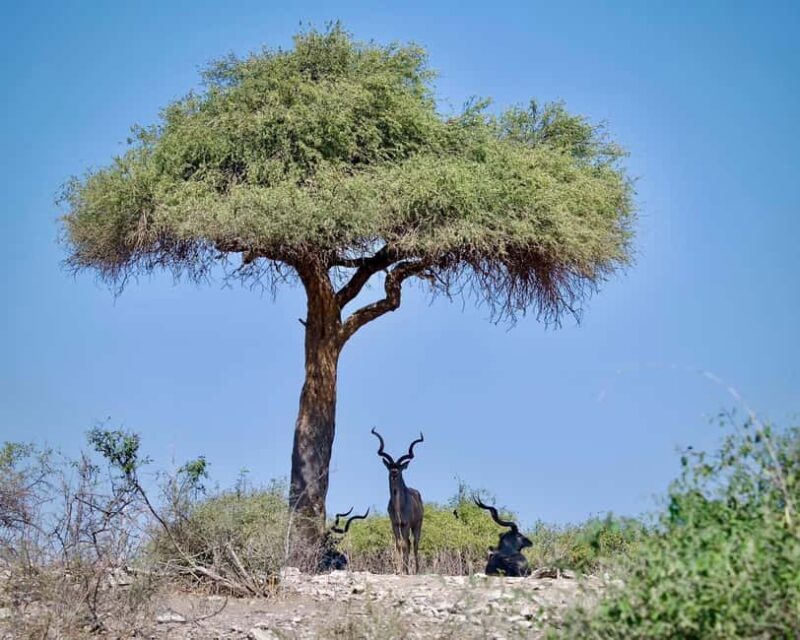 Chobe Day Trip - Who Is This Tour Best For?