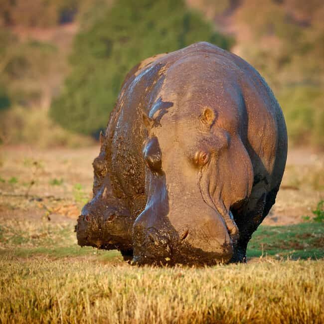 Chobe Day Trip - References