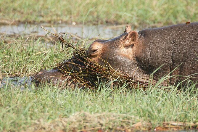 Chobe Day Trip - Who Will Love This Tour?