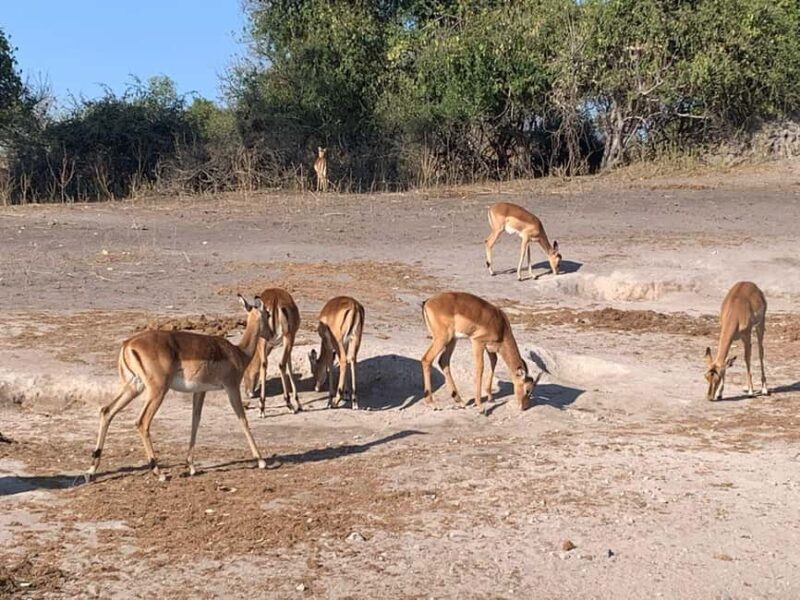 Chobe Day Trip From Livingstone Town - The Value and Price Analysis