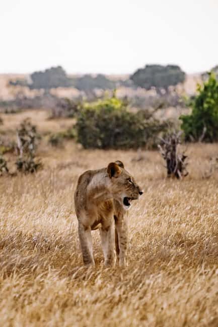 Chobe Day Trip From Livingstone Town - Final Thoughts: Is It Worth It?