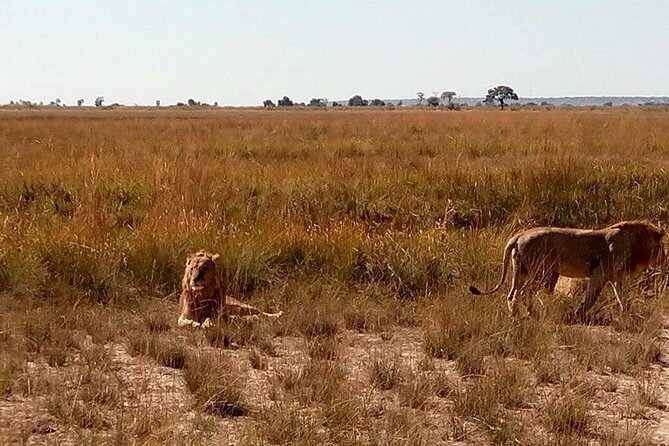 Chobe Day Trip from Livingstone, Zambia - Key Points