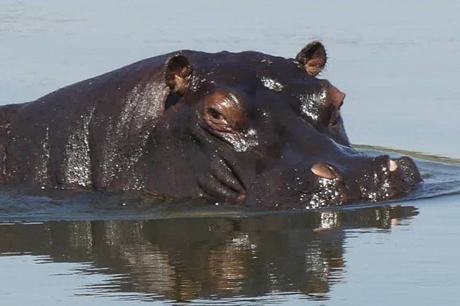 Chobe Day Trip from Livingstone, Zambia - Why We Love the Chobe Day Trip