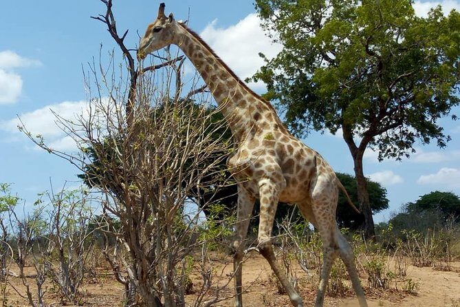 Chobe Day Trip from Livingstone, Zambia - Authentic Experiences from Reviewers