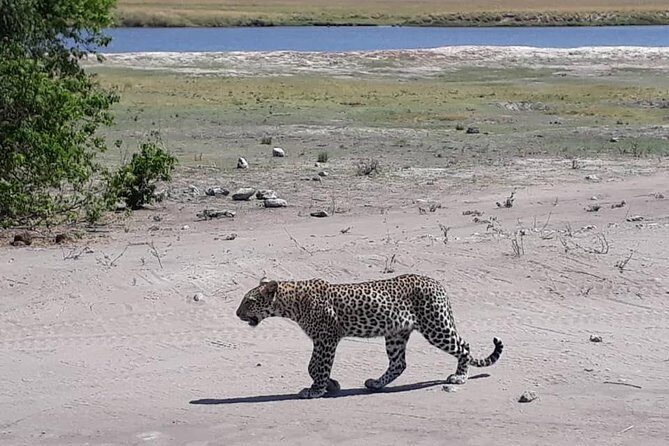 Chobe Day Trip from Livingstone, Zambia - Who This Tour Is Best For
