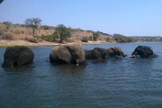 Chobe Day Trip from Livingstone, Zambia - The Sum Up