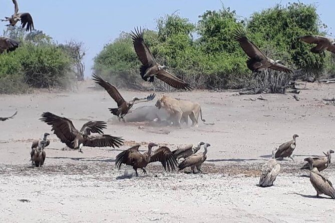 Chobe Day Trip from Livingstone, Zambia - FAQ