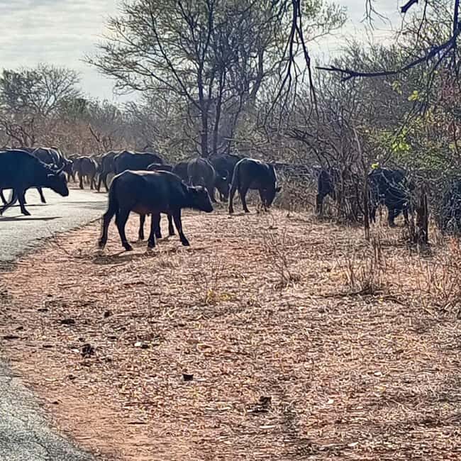 Chobe day trip from Victoria Falls- 06:30am to 18:30 hours - An Introduction to the Experience