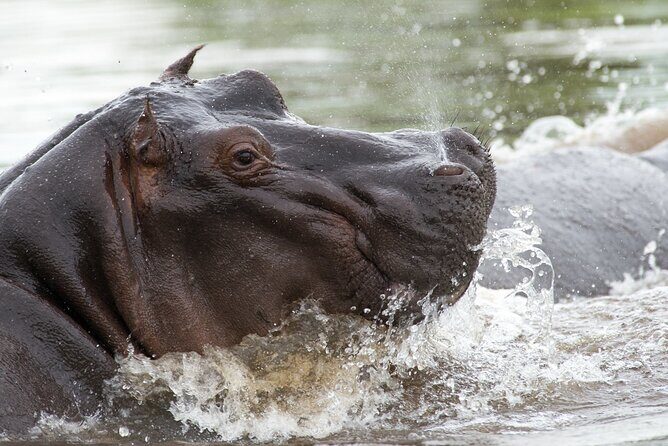 Chobe Day Trip from Victoria Falls - Comprehensive Review of the Chobe Day Trip from Victoria Falls