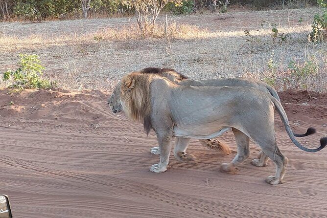 Chobe Day Trip from Victoria Falls - Value for Money