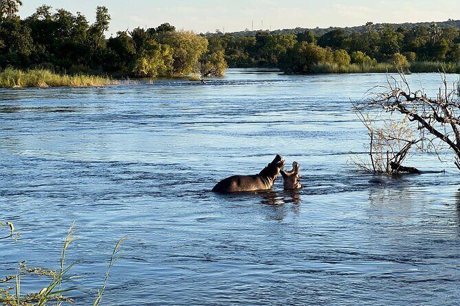 Chobe Day Trip from Victoria Falls - Who Will Love This Tour?