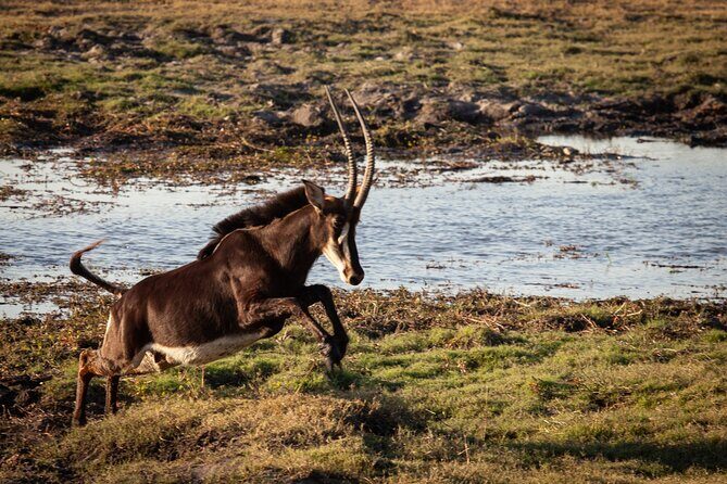 Chobe Day Trip From Victoria Falls - Potential Drawbacks and Considerations