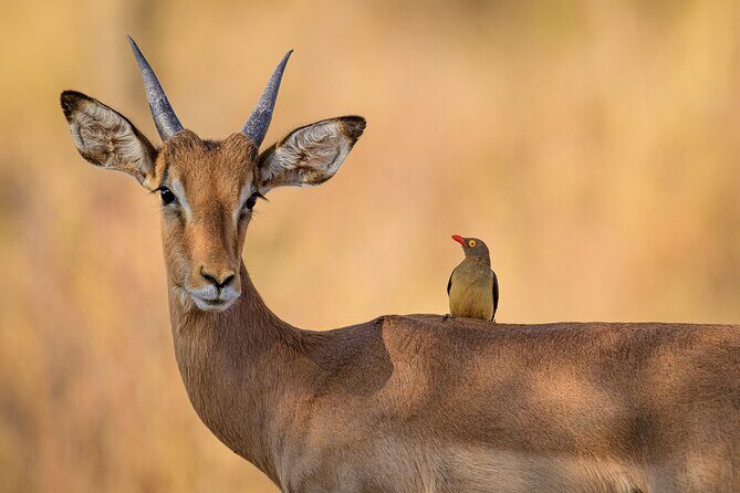 Chobe Day Trip From Victoria Falls - Who Is This Tour Best For?