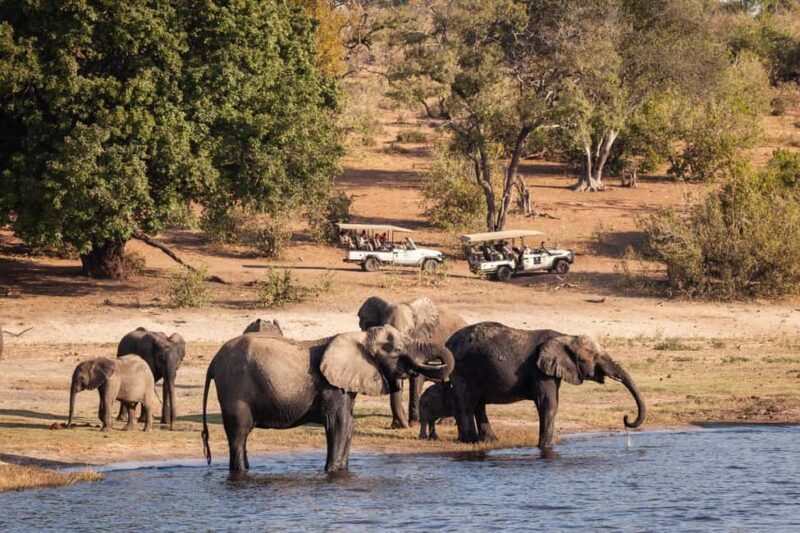 Chobe day trip from Victoria Falls - Key Points