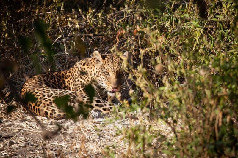 Chobe day trip from Victoria Falls - FAQs