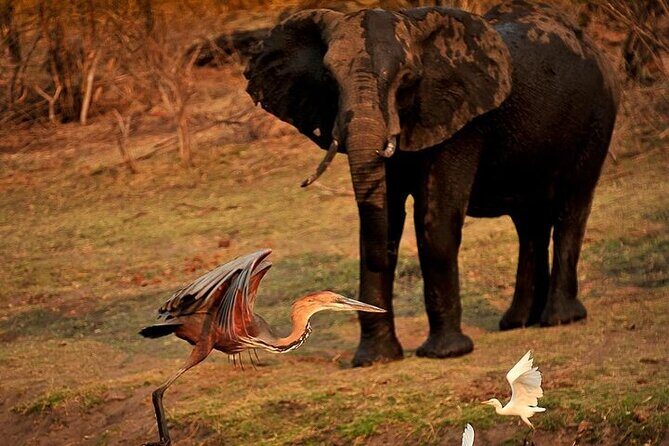 Chobe Day Trip from Victoria Falls - Practical Details & Tips for Your Trip
